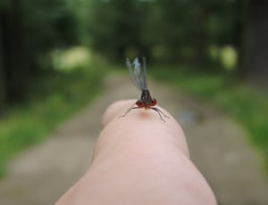 red and black dragonfly thumbnail