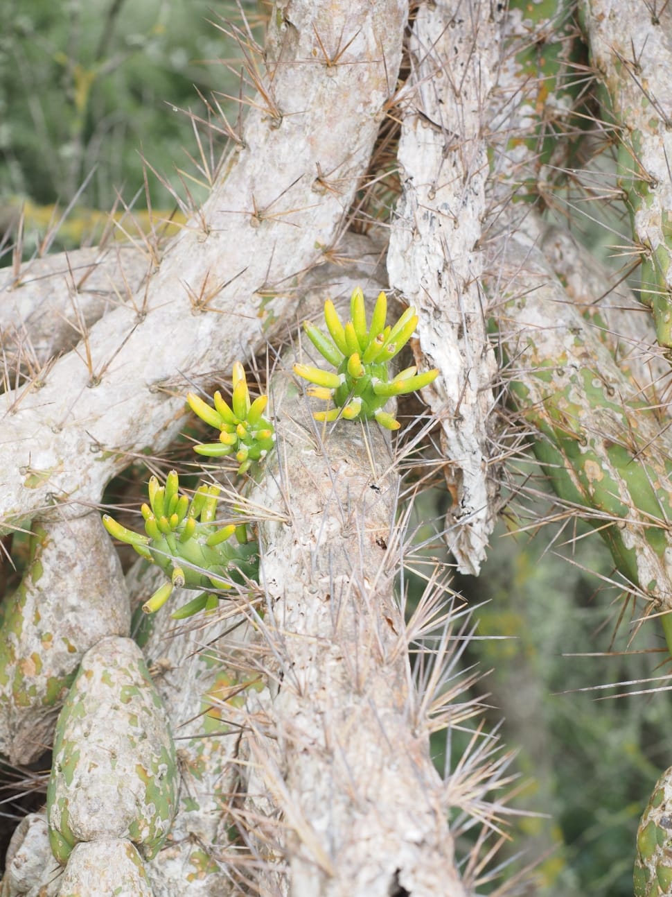 cactus plant preview