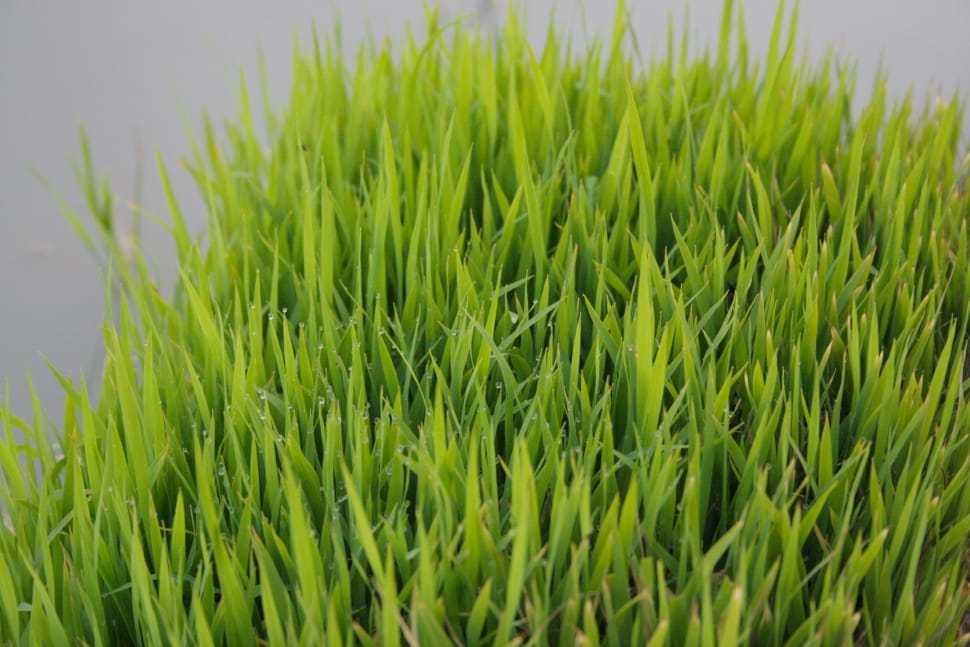 green grass close up photo preview