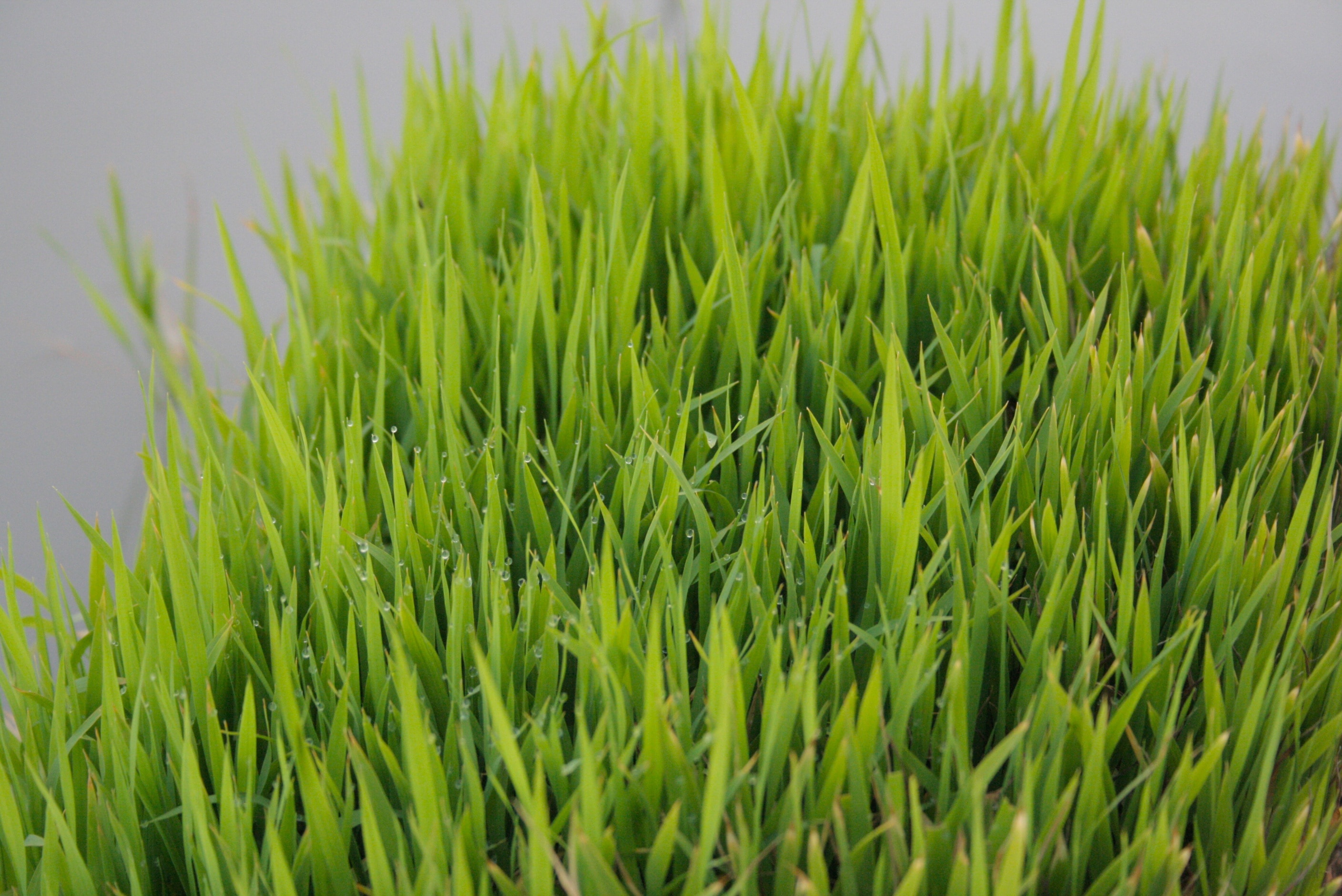 green grass close up photo