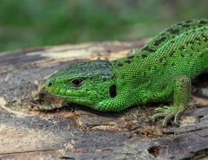 green and black reptile thumbnail