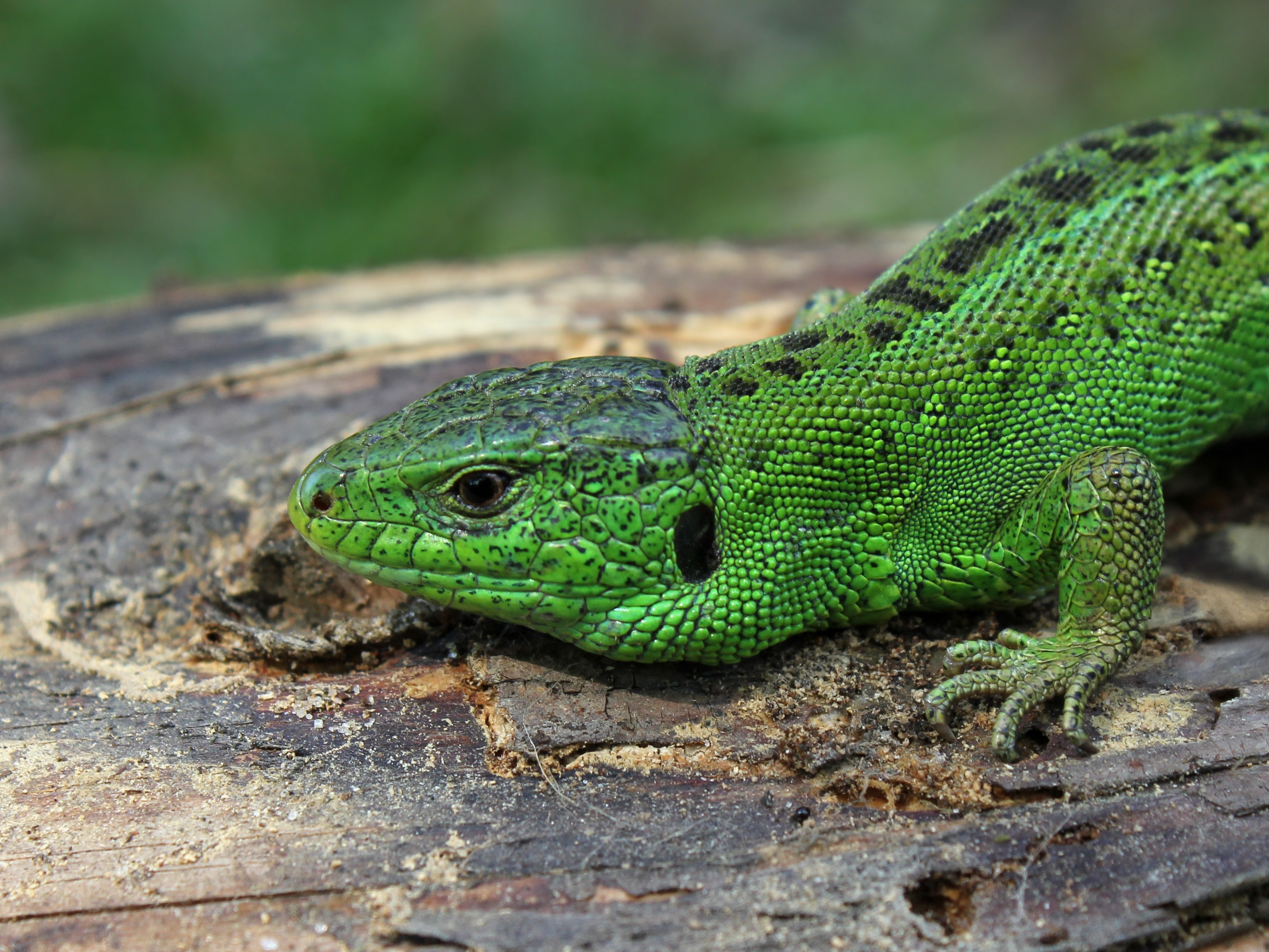 green and black reptile
