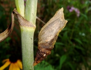 Caterpillar, Chrysalis, Butterfly, growth, nature thumbnail