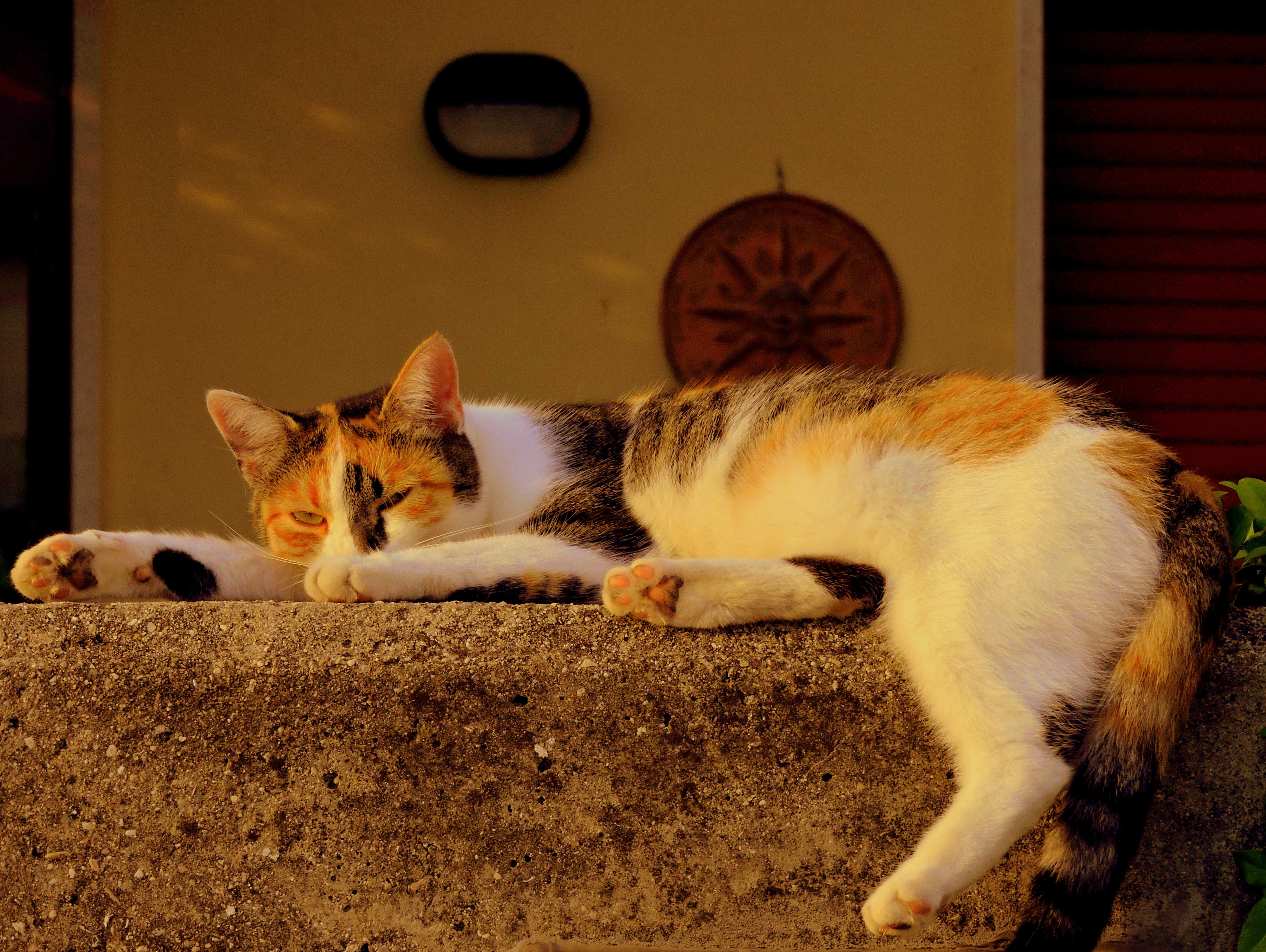 black orange and white tabby cat