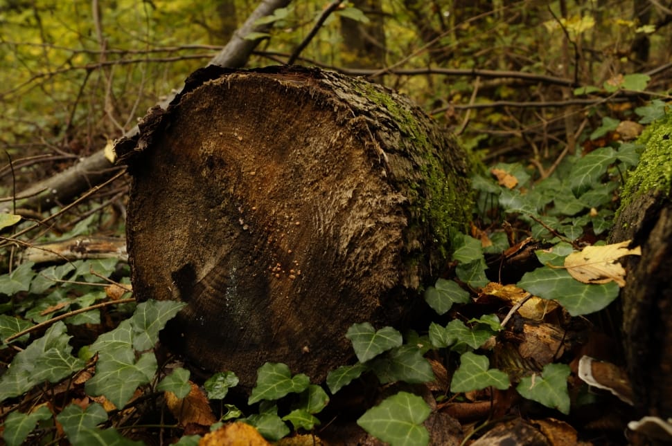 brown tree stump preview