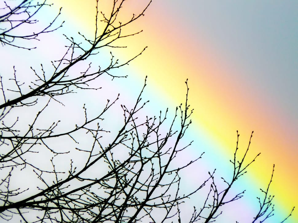 closeup photography of bare tree preview