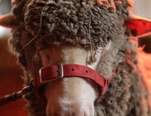 shallow focus photography of gray coated sheep with red collar thumbnail