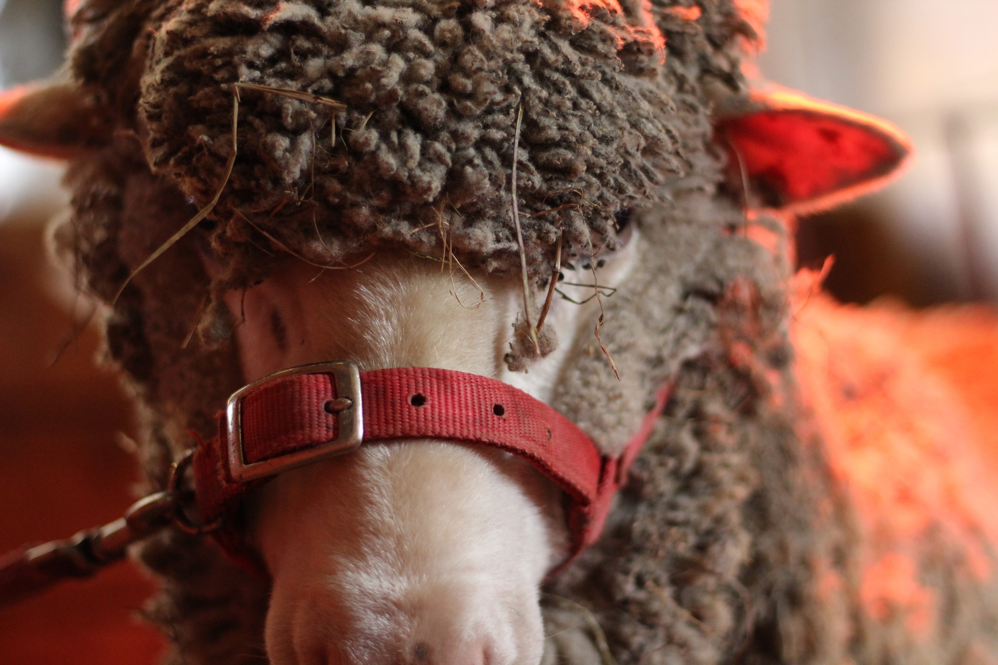 shallow focus photography of gray coated sheep with red collar