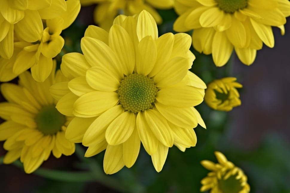 yellow petaled flower lot preview