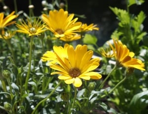 Garden, Yellow, Nature, Spring, Flowers, flower, yellow thumbnail