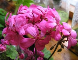 shallow focus photography of pink flowers thumbnail