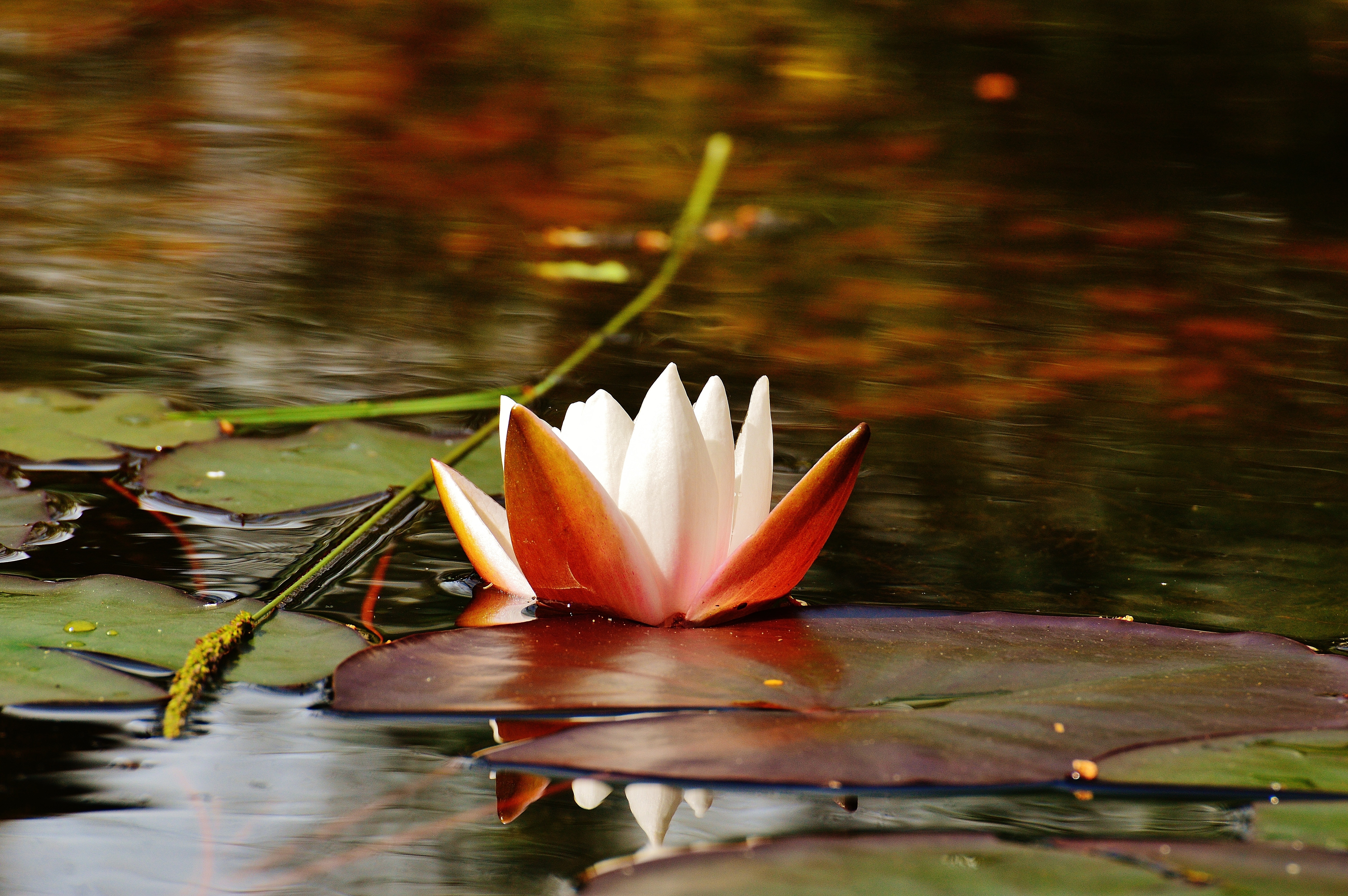 Water, Bud, Water Lily, Pond, Plant, water, pond