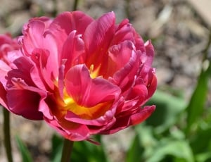 red clustered petals flower thumbnail
