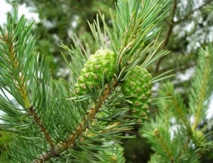 Pine, Mountain, Pine Tree, Pine Cones, green color, pine tree thumbnail