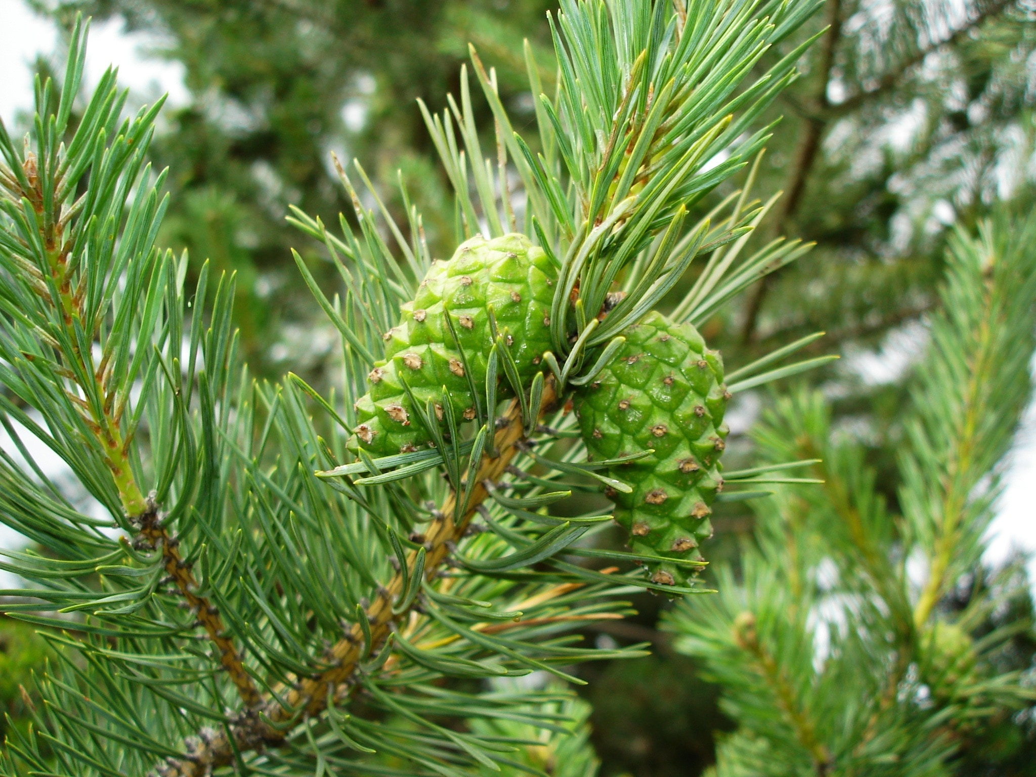 Pine, Mountain, Pine Tree, Pine Cones, green color, pine tree