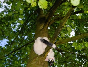 white and black short fur cat thumbnail