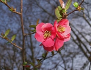 Macro, Bloom, Bush, Blossom, Pink, flower, growth thumbnail