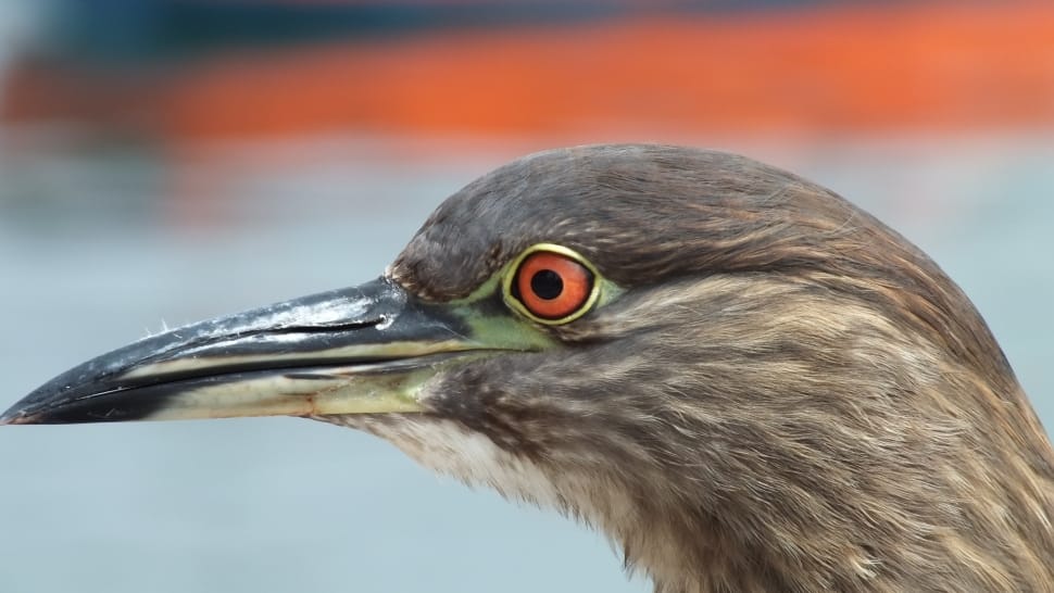 brown and black long-beak bird preview