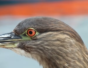 brown and black long-beak bird thumbnail