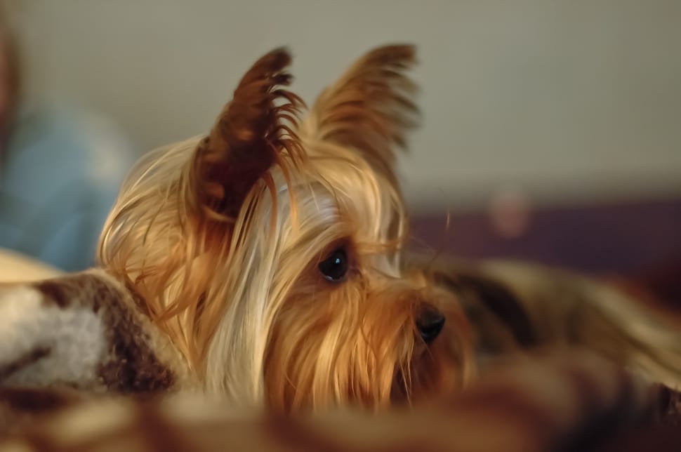 selective focus photography of tan and gray yorkshire terrier preview