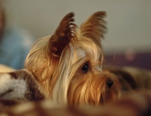 selective focus photography of tan and gray yorkshire terrier thumbnail