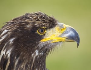 wildlife selective focus photography of brown eagle thumbnail