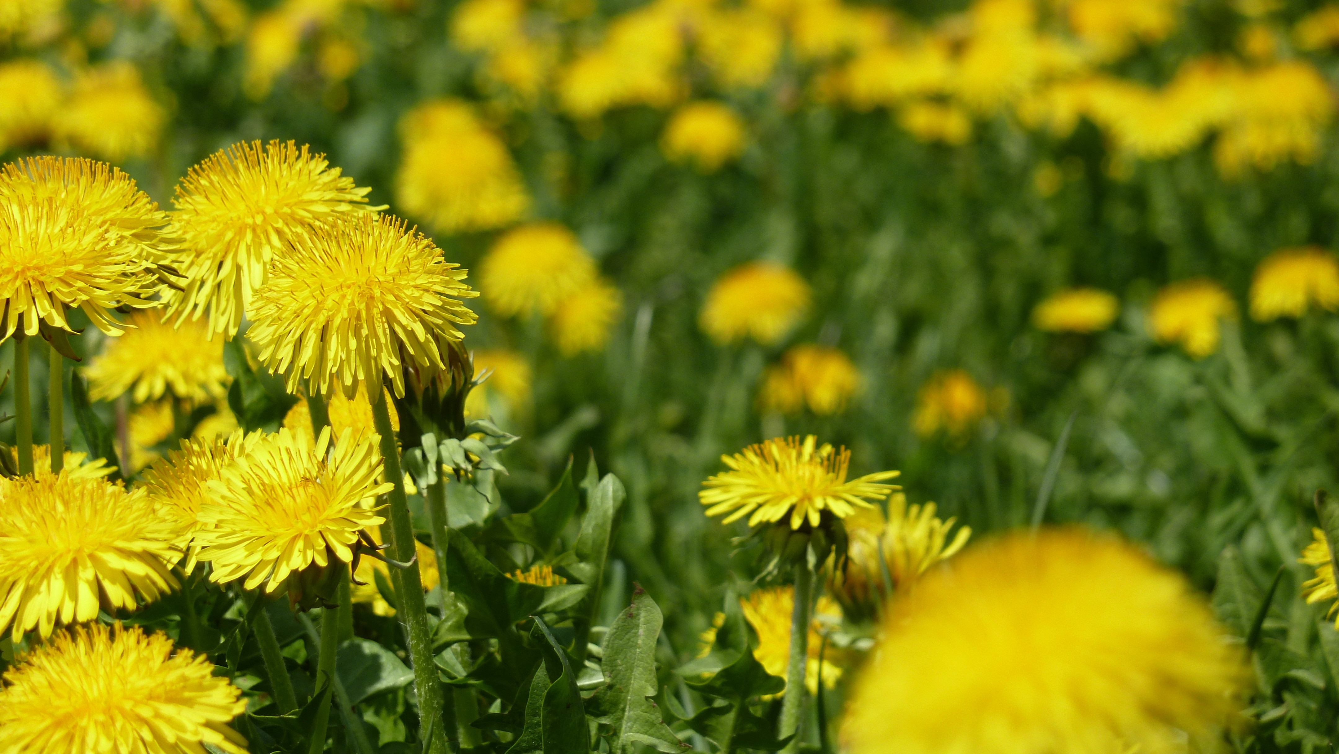Flowers, Bloom, Yellow, Spring, Nature, flower, growth