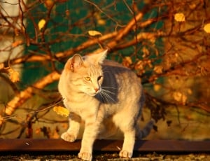 Autumn, Cat, Fall Foliage, Evening Light, domestic cat, one animal thumbnail