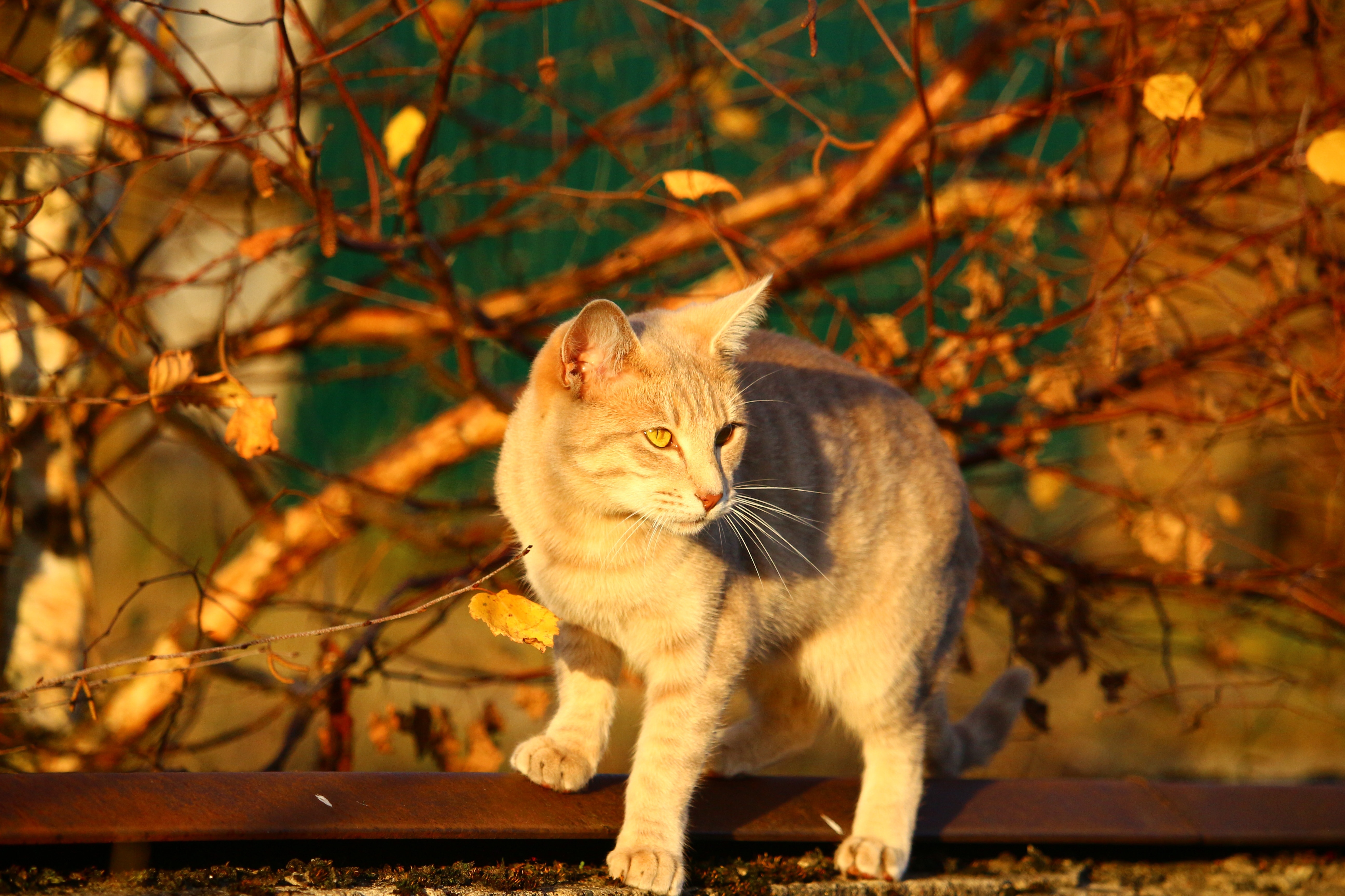 Autumn, Cat, Fall Foliage, Evening Light, domestic cat, one animal