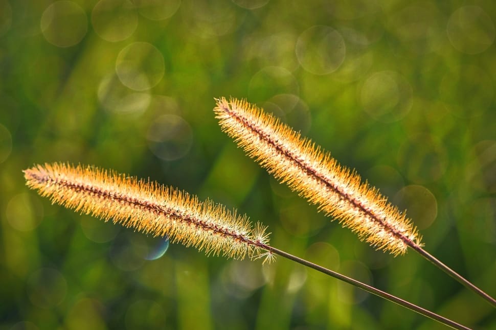 brown pampas plants preview