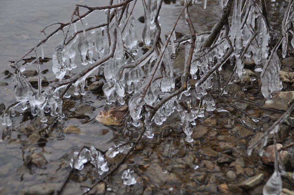 icicle on withered tree preview