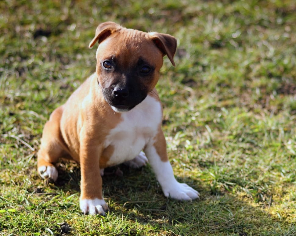 tan white and black american staffordshire terrier puppy preview