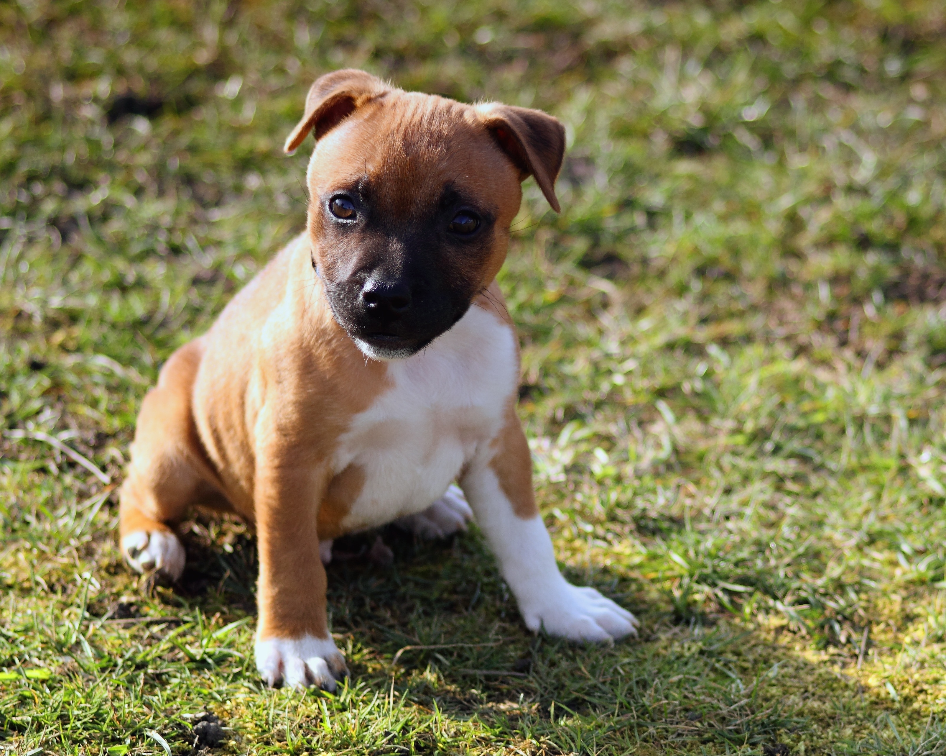 Tan White And Black American Staffordshire Terrier Puppy Free Image Peakpx