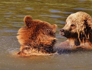 2 grizzly bears thumbnail
