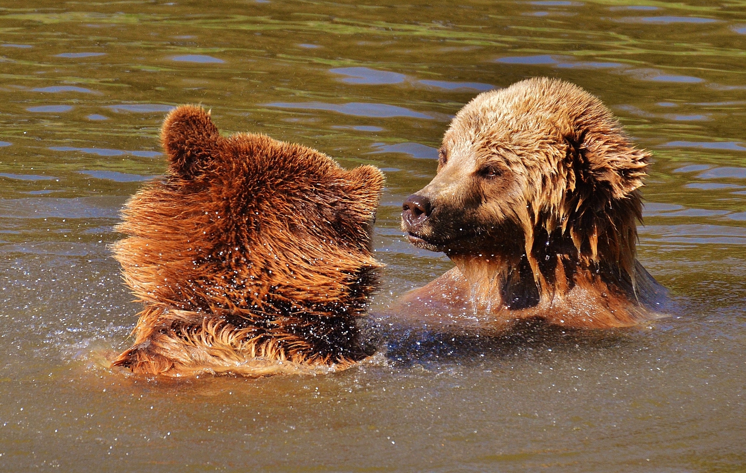2 grizzly bears