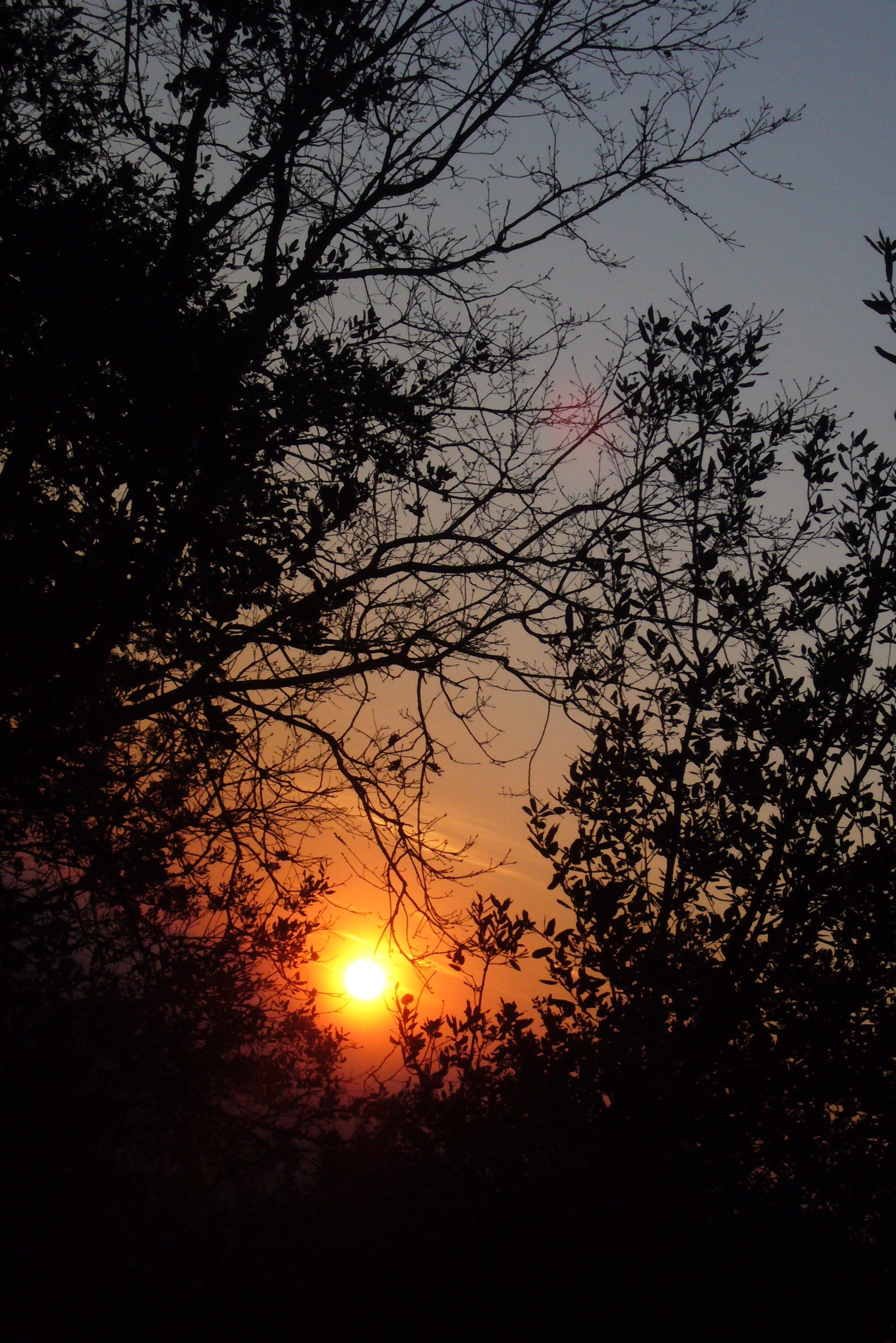 trees sunset photograph