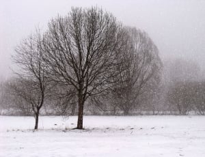 snow coated trees thumbnail