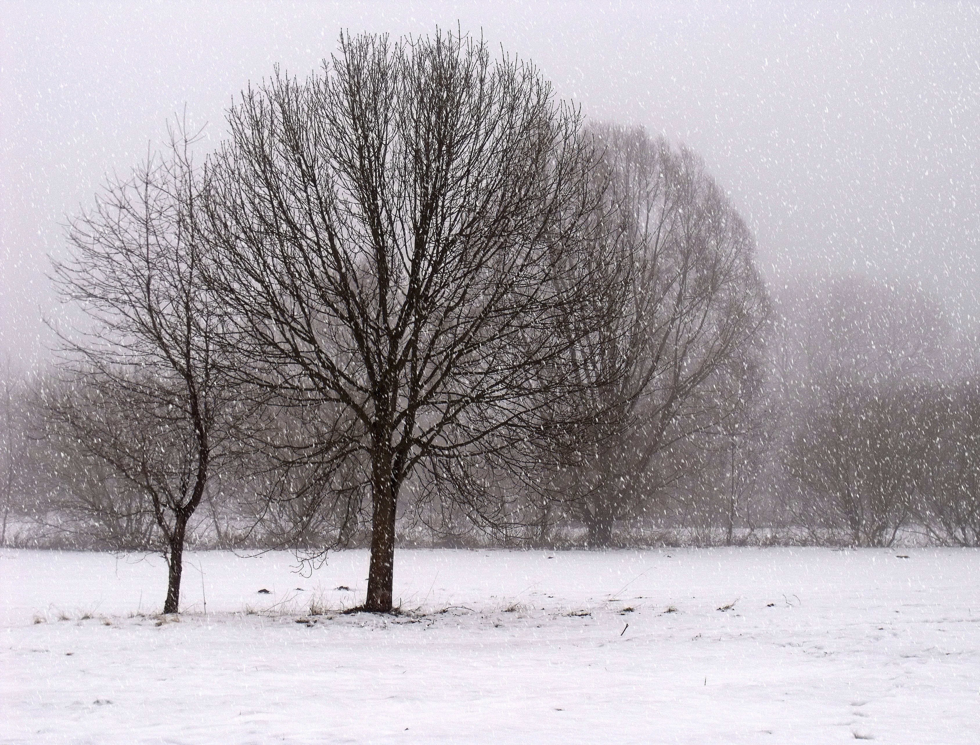 snow coated trees