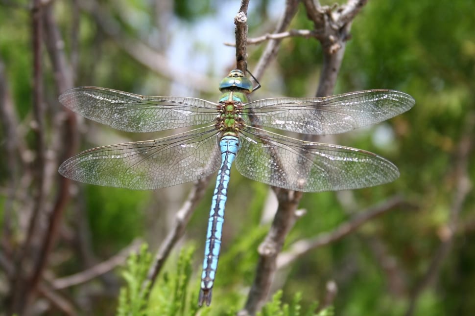 blue and green dragonfly preview