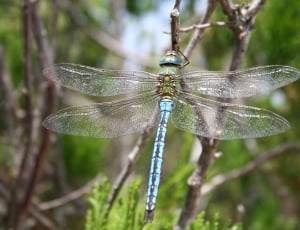 blue and green dragonfly thumbnail