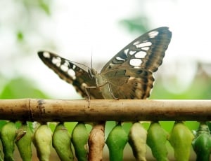 brown white and black butterfly thumbnail