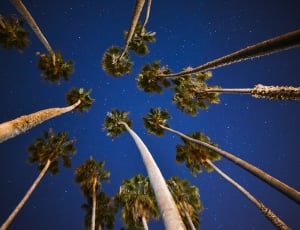 palm trees, blue, sky, stars, blue, no people thumbnail