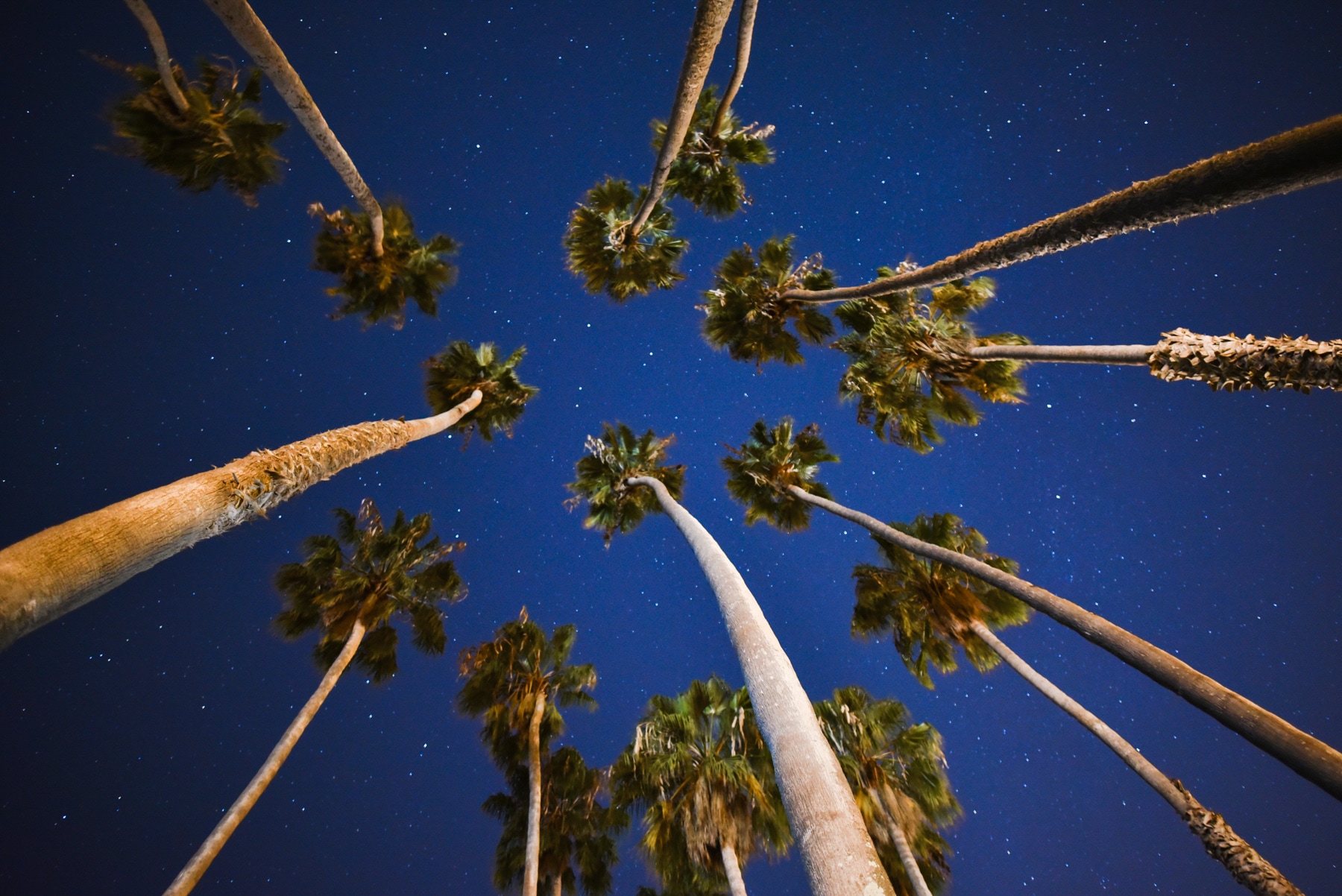 palm trees, blue, sky, stars, blue, no people