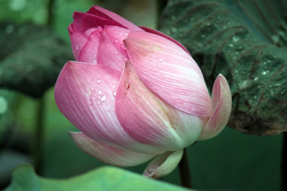 Pink, Flowers, Lotus, Blooming, Buds, flower, petal preview