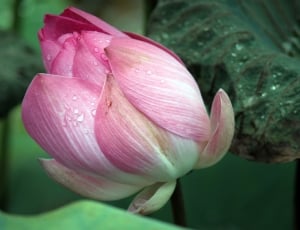 Pink, Flowers, Lotus, Blooming, Buds, flower, petal thumbnail