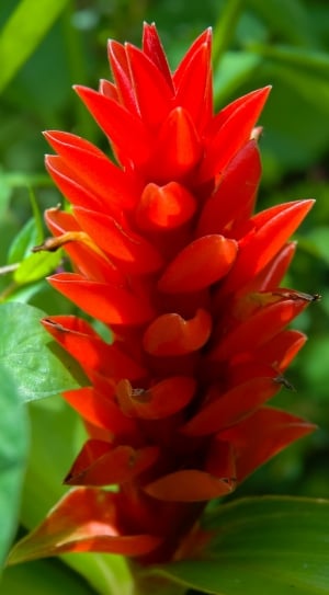 red ginger flower thumbnail