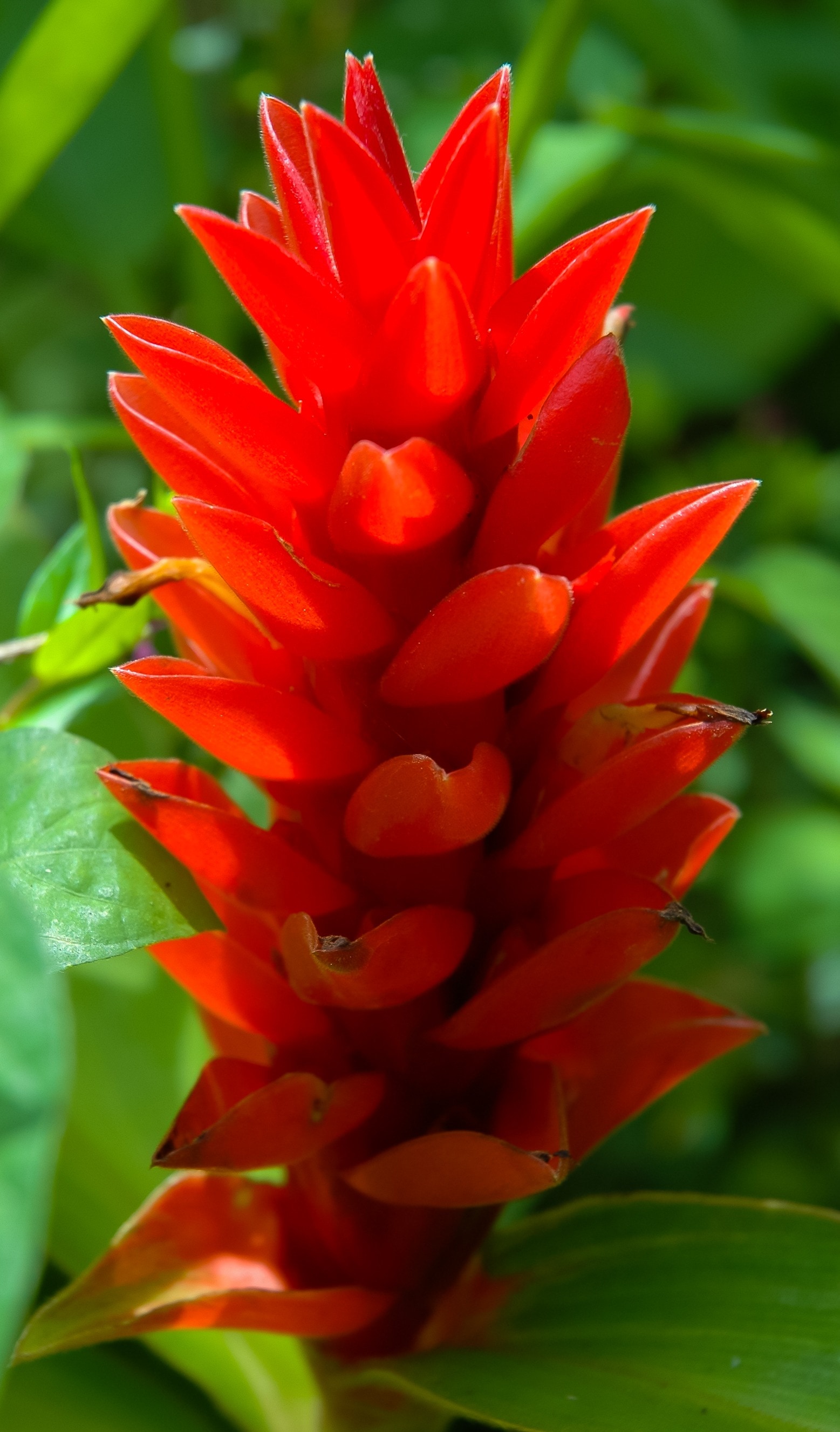 red ginger flower