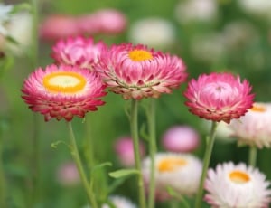 pink and yellow petaled flowers thumbnail