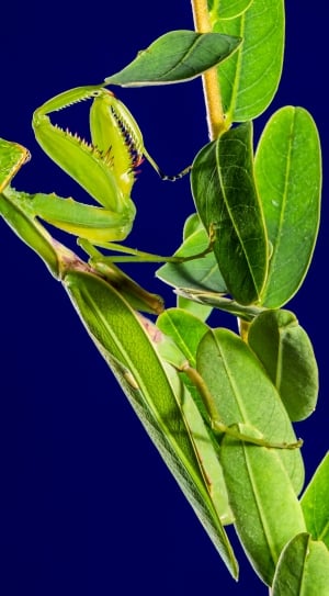 Fishing Locust, Green, Praying Mantis, leaf, green color thumbnail