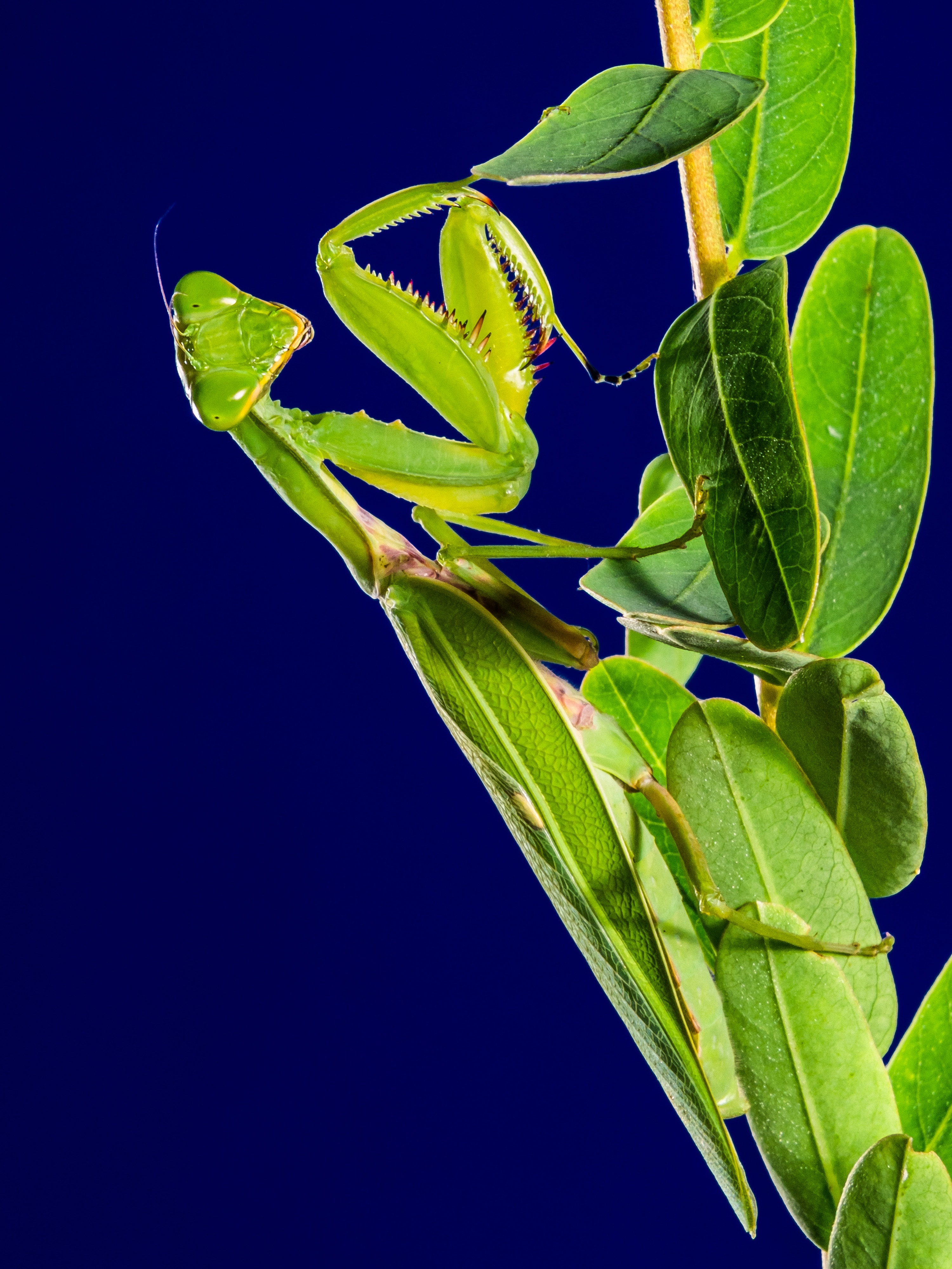 Fishing Locust, Green, Praying Mantis, leaf, green color